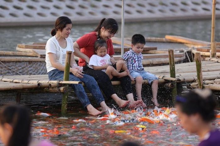 Loài cá thân thiện và dễ gần khiến cho nhiều em nhỏ phấn khích