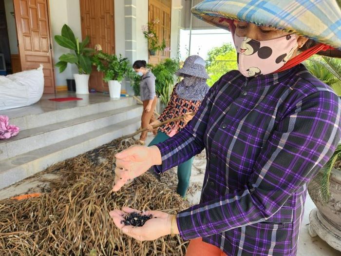 Giá đậu đen xanh lòng năm nay tăng đột biến giúp người dân Phú Thiện có thu nhập khá. Ảnh: Ngọc Sang