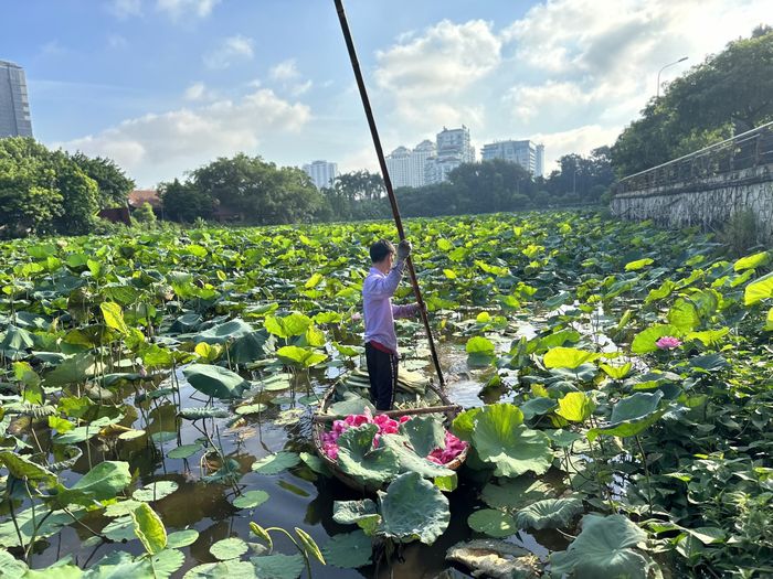 Những bông sen Tây Hồ được hái từ sớm trước bình minh để kịp đến tay người ướp trà và người thưởng sen