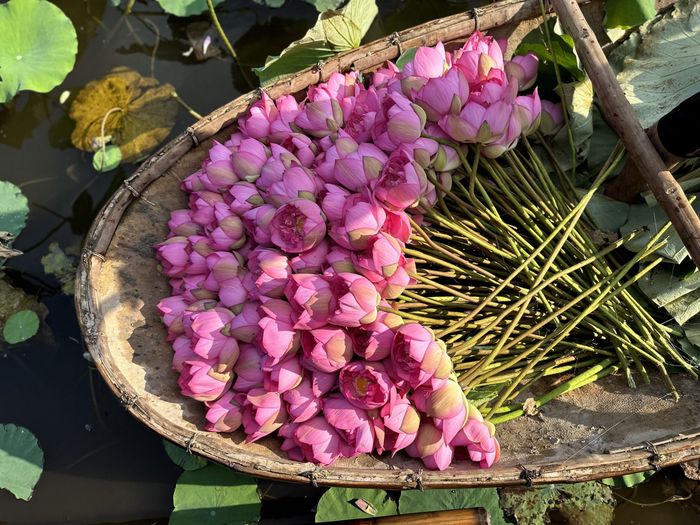 Những bông sen Tây Hồ được hái từ sớm trước bình minh để kịp đến tay người ướp trà và người thưởng sen