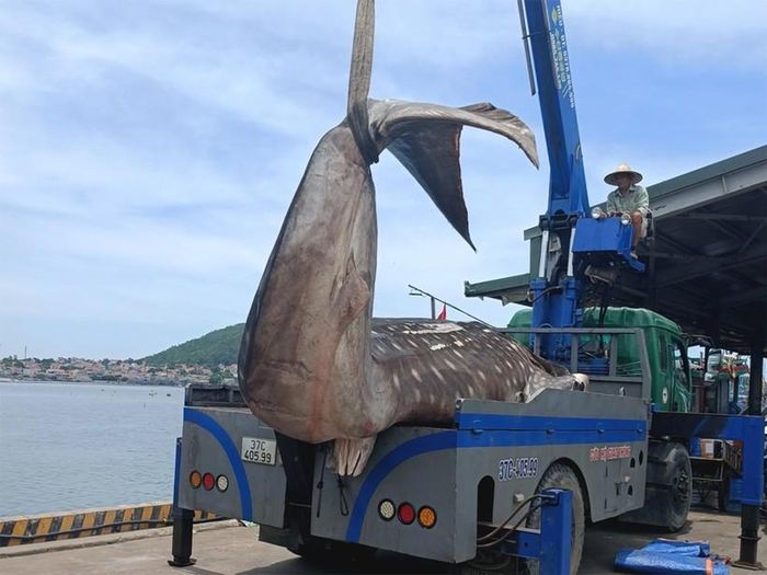Chính quyền địa phương mang xác con cá xấu số đưa đi chôn cất. (Ảnh: NDCC)