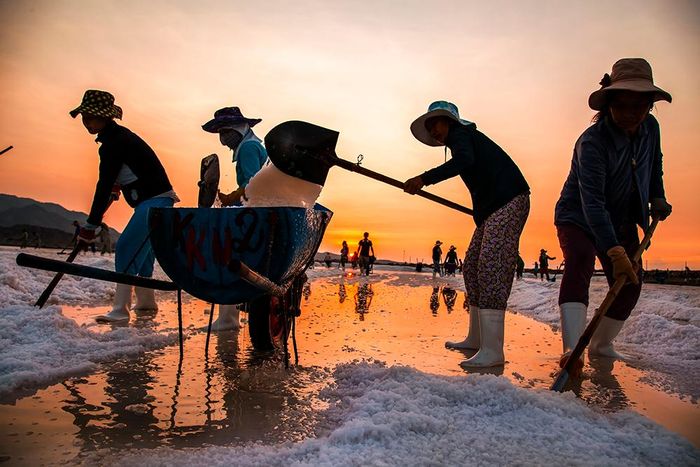 Muối. Ảnh: NGUYỄN CAO QUÝ