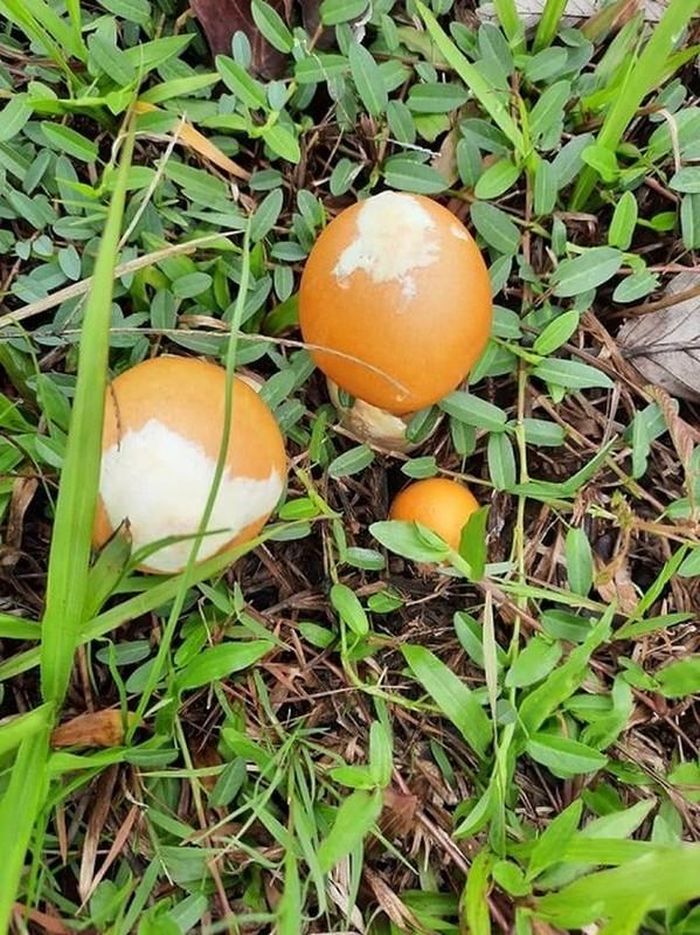 Nấm trứng gà chỉ xuất hiện ở các vùng núi phía Bắc và Đà Lạt. Loại nấm này mọc tự nhiên trong rừng sâu, khá hiếm nên giá khá đắt đỏ. Ảnh: Dân trí