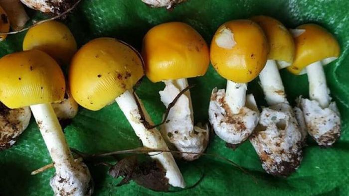 Đầu mùa, nấm trứng gà thường có giá lên tới 500.000 đồng/kg. Vào giữa mùa, nấm rẻ hơn chừng 200.000 - 350.000 đồng/kg. Ảnh: Bachhoaxanh