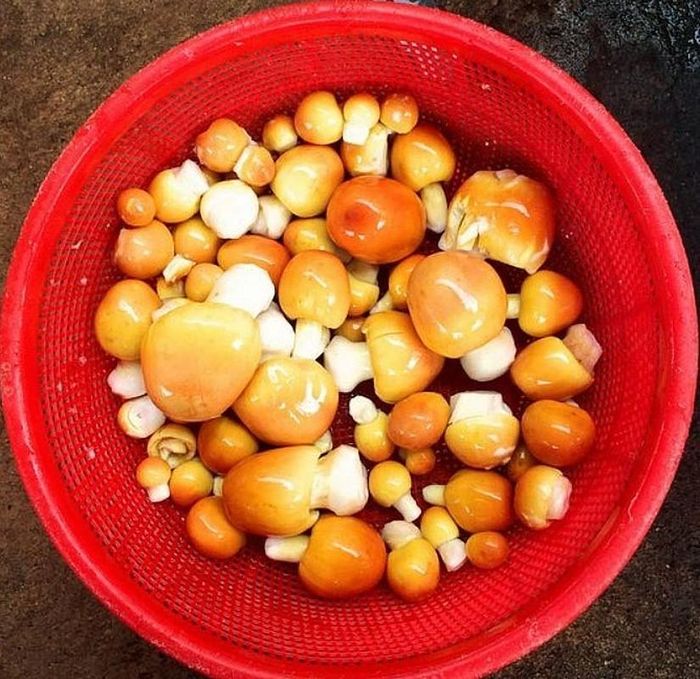 Tuy nhiên, ít ai biết rằng xưa loại nấm này không được ưa chuộng chiều. Vài năm gần đây, nấm trứng gà mới trở thành thứ được nhiều người “săn lùng” vì hương vị thơm ngon và bổ dưỡng cho sức khỏe. Ảnh: Thuonghieusanpham