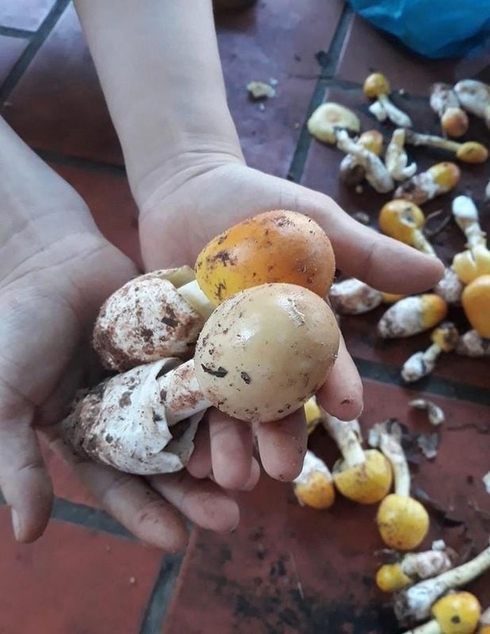 Phần thịt nấm có màu vàng, trắng dưới lớp biểu bì và có hương vị dễ chịu. Ảnh: Dân trí