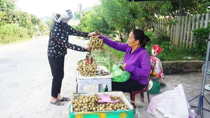 Nhãn đầu mùa hiện được bán với giá 8-15 nghìn đồng/kg, tùy loại.