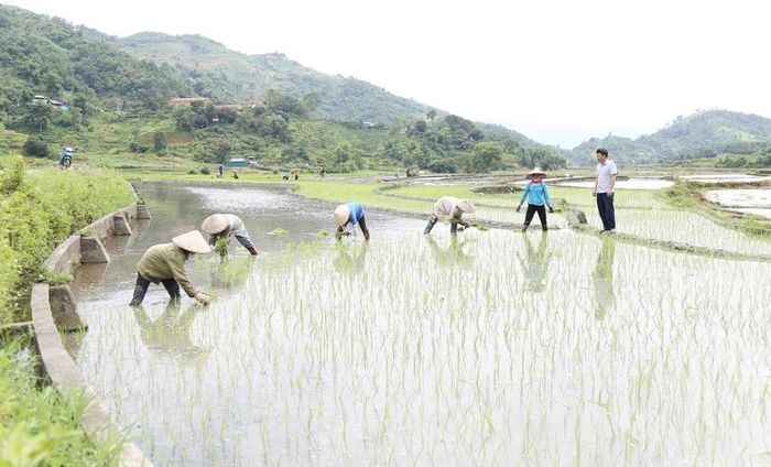  Mường Vi có diện tích gieo cấy lúa Séng cù lớn nhất tỉnh. 