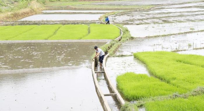  Hệ thống kênh mương được bê tông đảm bảo nước tưới gieo cấy 2 vụ lúa Séng cù/năm. 