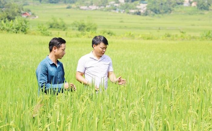  Cánh đồng lúa Séng cù Mường Vi. 