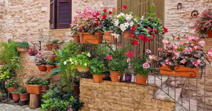 Mỗi góc phố, hiên nhà, con hẻm hay ô cửa sổ tại Spello đều ngập tràn hoa. Ảnh: Nguyễn Tất Thịnh