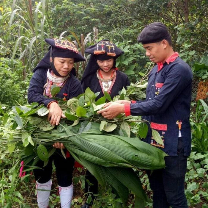Người dao tại Ba Vì lên rừng hái thuốc Nam. Ảnh: Nguyễn Duy Tường 
