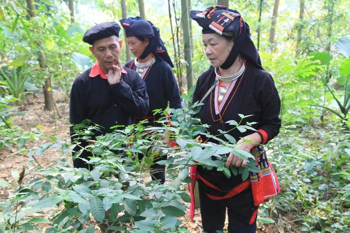 Người dao tại Ba Vì lên rừng hái thuốc Nam. Ảnh: Nguyễn Duy Tường