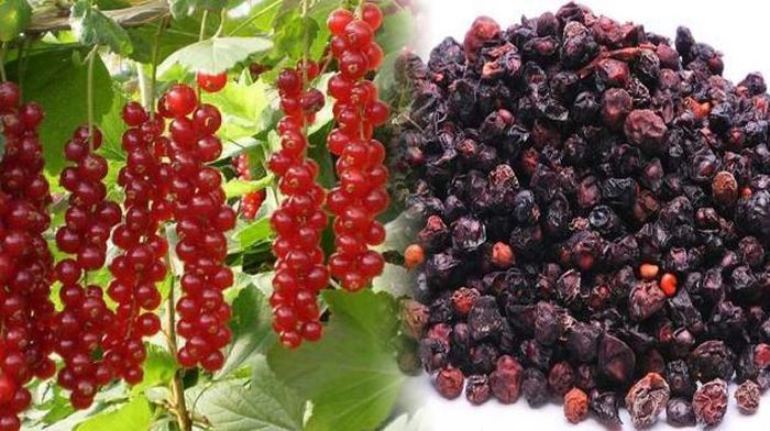 Ngũ vị tử, vị thuốc trong bài Thiên vương bổ tâm đơn.