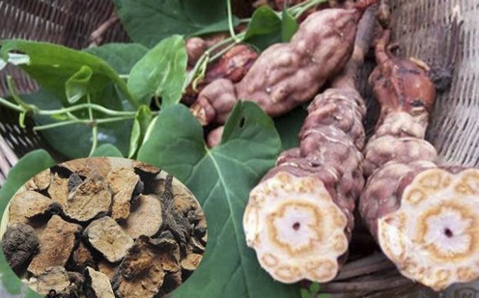 Vị thuốc hà thủ ô trong bài thuốc Giáp cương trọng phương trị hội chứng khí âm lưỡng hư.