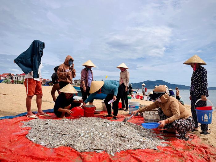  Ngư dân thu hoạch cá cơm 