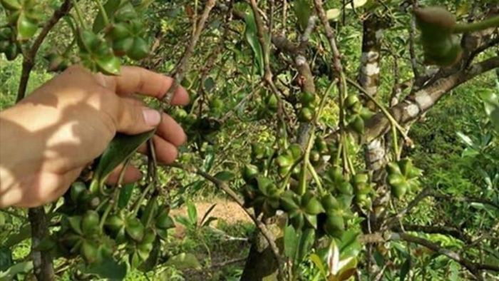  Hồi tươi Lạng Sơn có giá khoảng 30.000 đồng/kg (Ảnh: Minh Hữu)