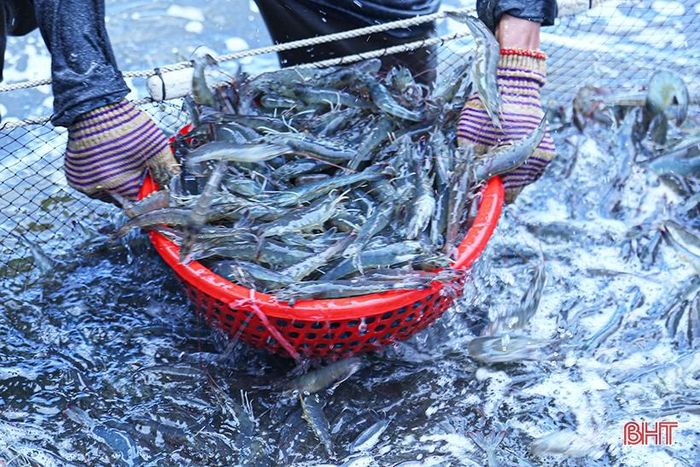 Tôm muôi theo hướng thâm canh ít dịch bệnh, phát triển nhanh, chất lượng đồng đều.