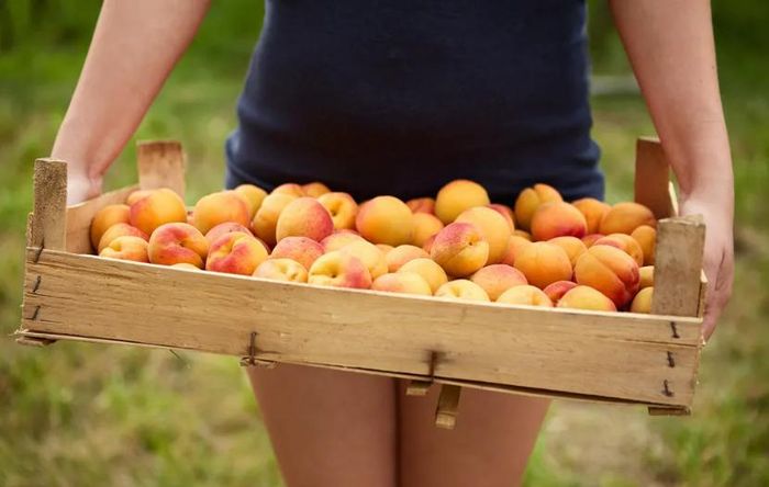 Việc nấu ăn sẽ phá hủy vitamin C có trong các loại quả và nó cũng làm phân hủy một phần chất xơ. Để tận dụng các chất xơ và hàm lượng nước của chúng, táo, đào, mơ hay mận được ăn sống. Để đỡ nhàm chán, có thể cắt nhỏ các loại quả và trộn với sữa chua.