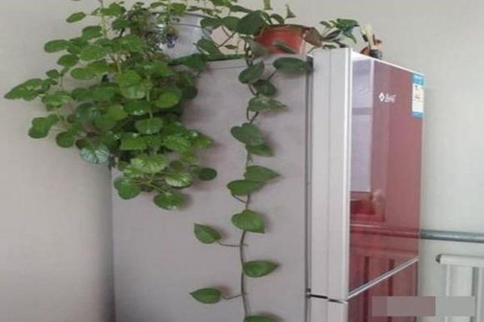 Không nên đặt cây cảnh ở gần các thiết bị lớn / Việc đặt cây gần những thiết bị lớn như tivi, tủ lạnh... sẽ làm hại cây. Bởi các thiết bị này đều tỏa ra nhiệt khiến cây và hoa mất nước, sinh trưởng kém, dẫn đến tình trạng vàng lá. Ngoài ra, việc đặt cây ở những thiếu bị này khi tưới cây sẽ dẫn đến tình trạng bắn nước vào đồ điện dễ gây hỏng đồ.