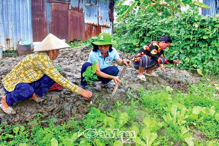 Sau khi nhận cây, bà con mang về trồng quanh nhà.