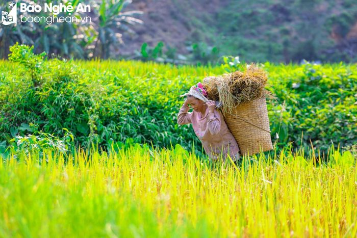  “Từ ngày biết lao động tôi đã đeo gùi trên lưng. Nay cuộc sống của chúng tôi có nhiều thay đổi, nhà cửa khang trang hơn, mua sắm được nhiều nông cụ hiện đại, thế nhưng, thói quen sử dụng gùi vẫn còn. Ở đây phụ nữ chúng tôi không quen dùng làn nhựa đâu, ai cũng đeo gùi cả vì rất tiện lợi”, bà Vy Thị Bình ở bản Diềm, xã Châu Khê (Con Cuông) chia sẻ. Ảnh: Đình Tuyên 