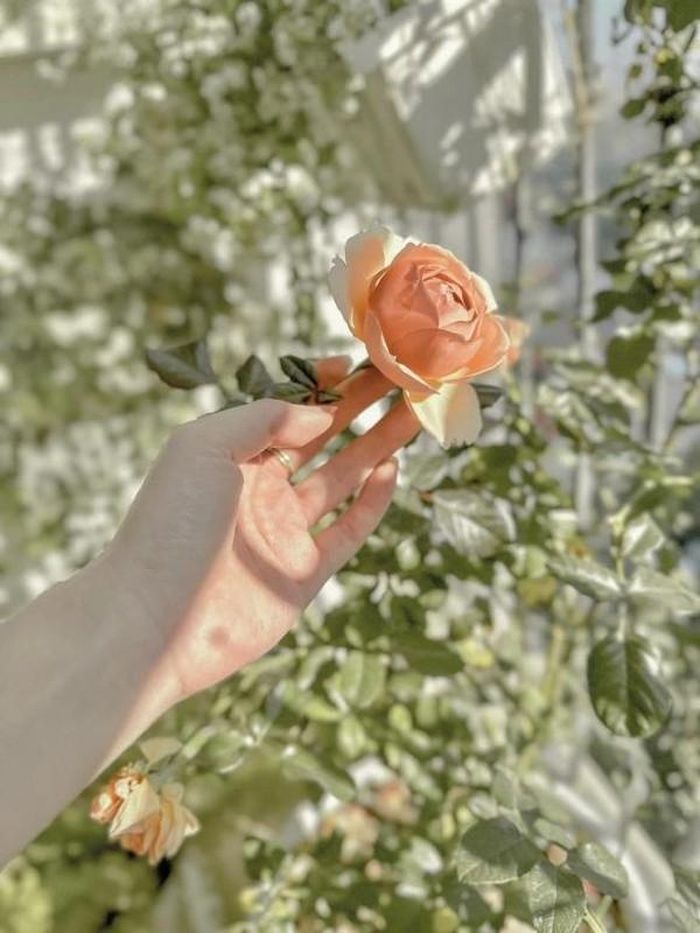 Hoa hồng bung nở rực rỡ. Nguồn ảnh: FBNV