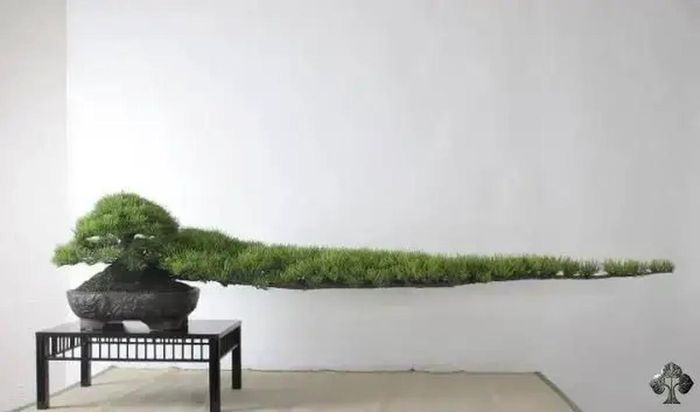 Thông bonsai dài 2 mét tại Nhật Bản mất 30 năm để trưởng thành.