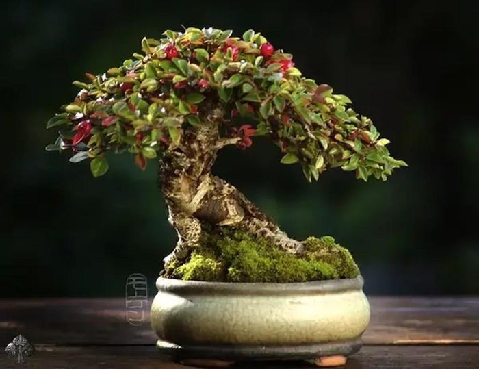 Tác phẩm bonsai chỉ cao 10 cm và nằm trên đỉnh một tảng đá nhỏ. Trong ảnh, cây khoảng 20 năm tuổi và đã ra hoa gần chục năm.