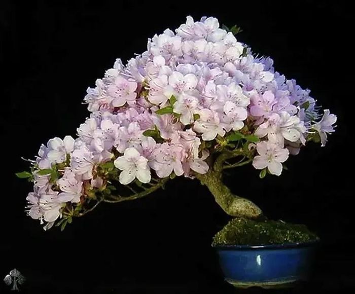 Cây đỗ quyên này chỉ cao tầm 14cm nhưng cho hoa nở đẹp tuyệt đỉnh.