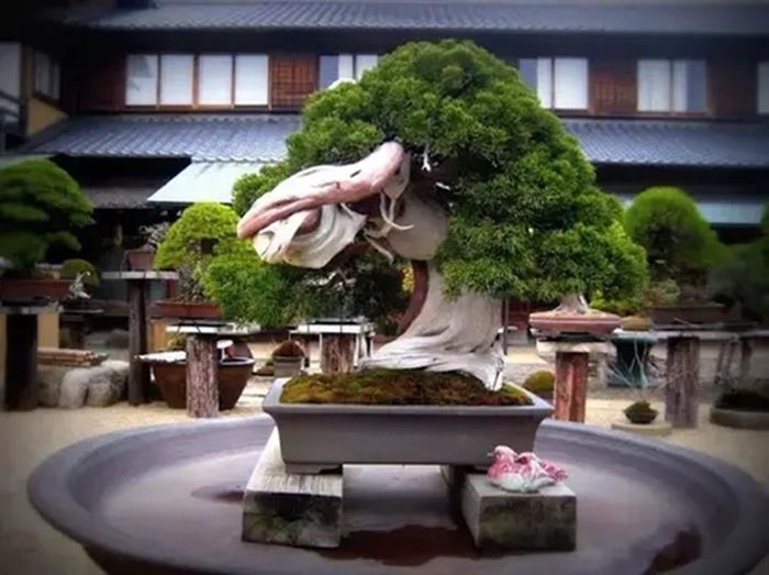 Bảo tàng bonsai Shunkaen (Nhật Bản) trưng bày hơn 1.000 cây bonsai với rất nhiều hình dáng độc đáo. Trong đó, đáng chú ý nhất là cây bách xù 800 năm tuổi, trị giá ít nhất 400.000 USD.