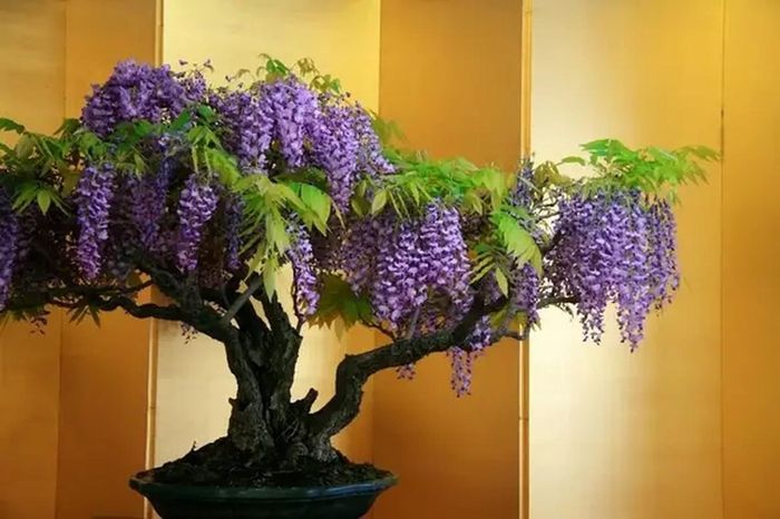 Cây bonsai Tử Đằng xanh Nhật Bản là một trong những cây bonsai kỳ lạ và hấp dẫn nhất hiện nay. Hoa tử đằng có hoa thơm và hấp dẫn, có nhiều màu bao gồm hồng, tím, xanh và trắng.
