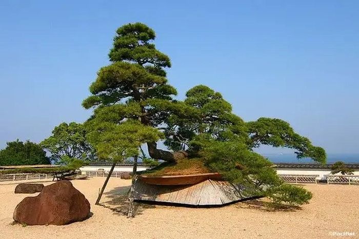 Cây bonsai Nhật Bản 600 tuổi này được cho là cây bonsai lớn nhất thế giới với chiều cao 5 mét và rộng 10 mét. Nguồn ảnh: Abanahomes