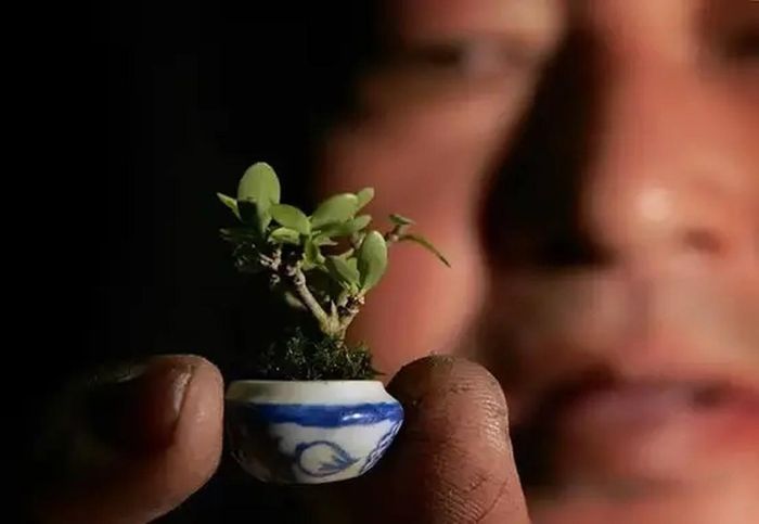 Cây cảnh nhỏ nhất thế giới có đường kính 22 mm và được tạo ra từ một loài bản địa của Malaysia có tên là “hoa nhài nước”.