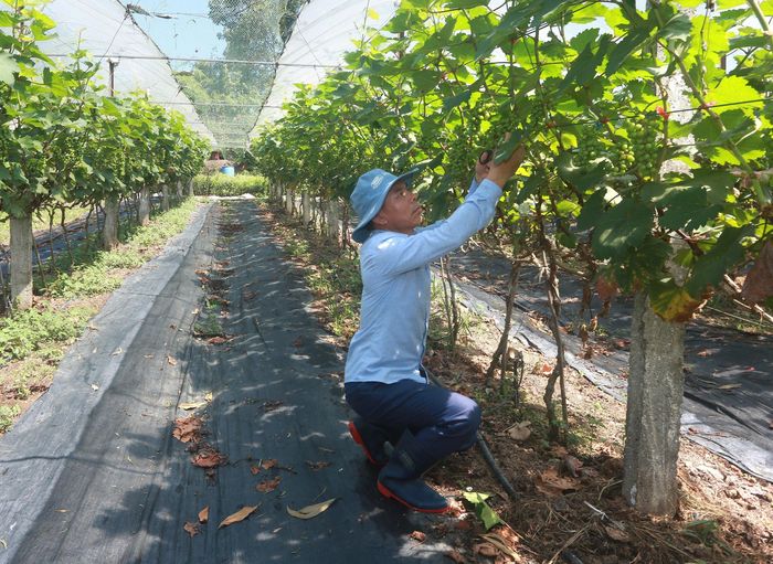 Mô hình trồng nho ứng dụng công nghệ tưới nhỏ giọt giúp tiết kiệm chi phí, nâng cao năng suất. Ảnh: Thế Hùng.