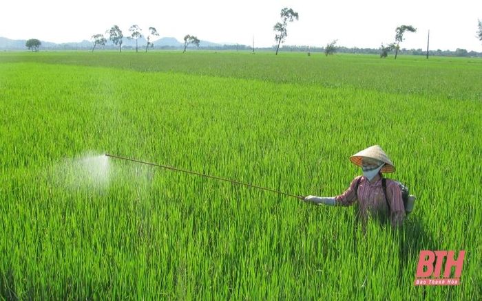 Nông dân xã Hoằng Đức (Hoằng Hóa) phòng trừ sâu bệnh hại lúa.