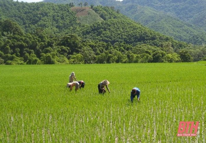 Người dân xã Thiên Phủ (Quan Hóa) chăm sóc lúa mùa.