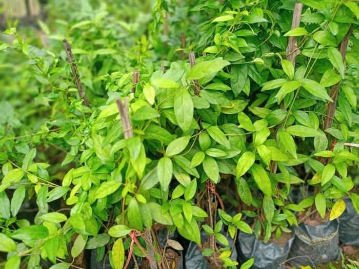 Dây thìa canh được phát hiện ở nước ta vào khoảng năm 2006.