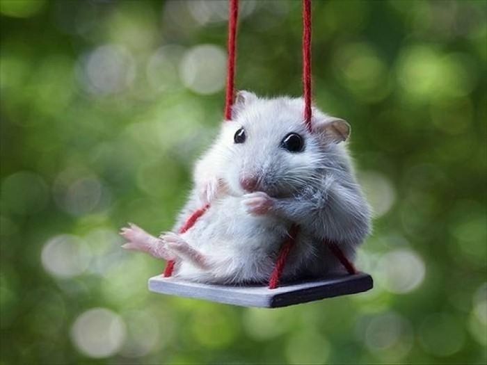 Người tuổi Tý thông minh, nhanh nhẹn, luôn biết nắm bắt cơ hội do đó thường có được những cơ hội phát tài như mong muốn. Đặc biệt con giáp này bẩm sinh đã mang vận may mắn, luôn được quý nhân giúp đỡ về tiền bạc, có thể nói tỉ lệ trúng thưởng của người tuổi Tý luôn cao hơn những con giáp khác.