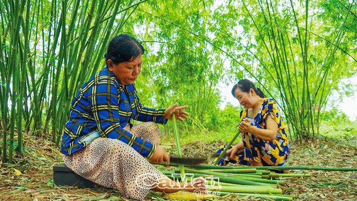 Bà con xã Nguyễn Phích, huyện U Minh, tận dụng diện tích sân vườn trồng trúc, tạo nguồn nguyên liệu tại chỗ, phục vụ nghề đan đát truyền thống.