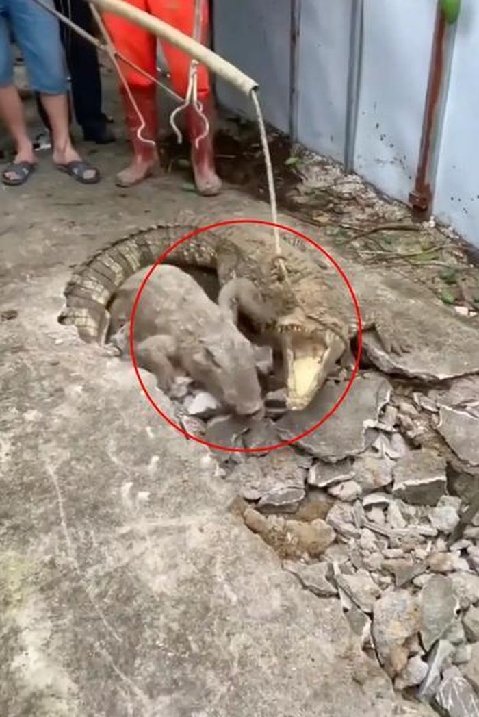 Tuy nhiên, khi nhìn kỹ hơn, họ không thể tin vào mắt mình khi thấy 3 con cá sấu từ dưới lòng đất chui qua vỉa hè nứt nẻ và tìm đường thoát thân.