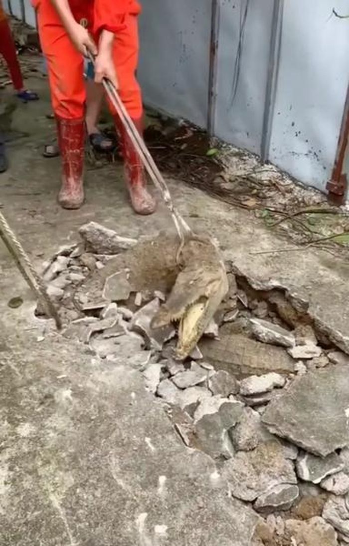 Có tới 3 con cá sấu nằm dưới vỉa hè.