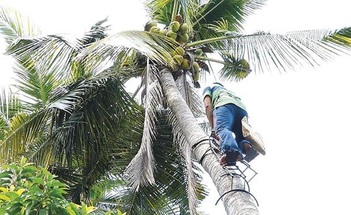 Thiết bị leo dừa kiểu đứng hoạt động giống như người đi bộ lên cầu thang và được nhiều người lựa chọn, nhất là người chuyên làm nghề hái dừa vì tốc độ di chuyển nhanh, tiện lợi