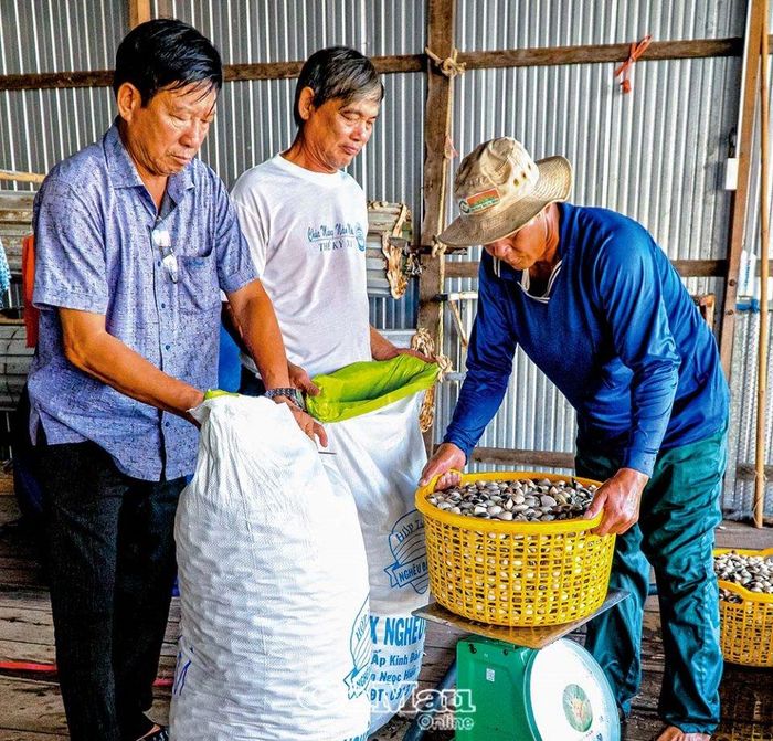 Nghêu thịt được tiêu thụ mạnh ở TP Hồ Chí Minh.