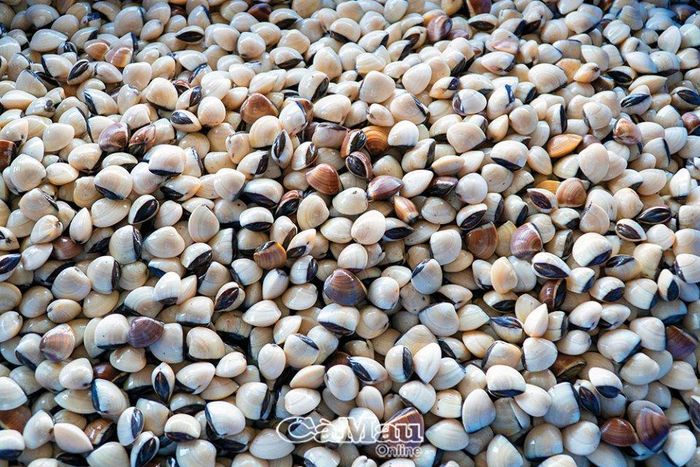 Những con nghêu có kích cỡ đều và đạt chất lượng, sau khi được rửa sạch cát mới xuất bán.