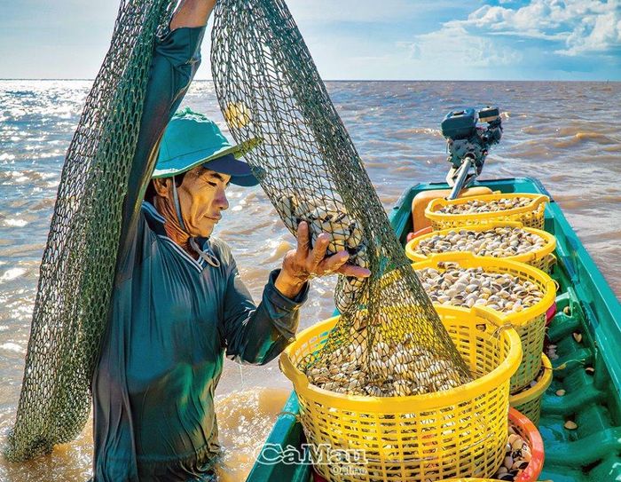 Nghêu đạt trọng lượng từ 70-75 con/kg thì bắt đầu thu hoạch.