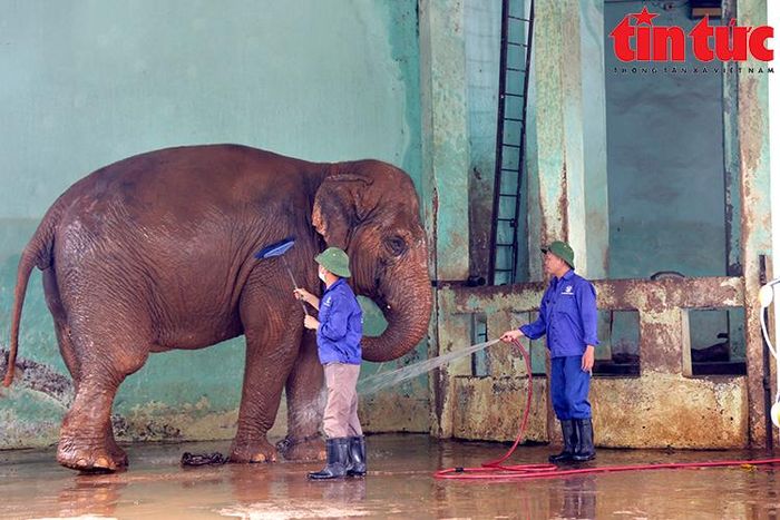 Sau đó voi được các nhân viên tắm rửa.
