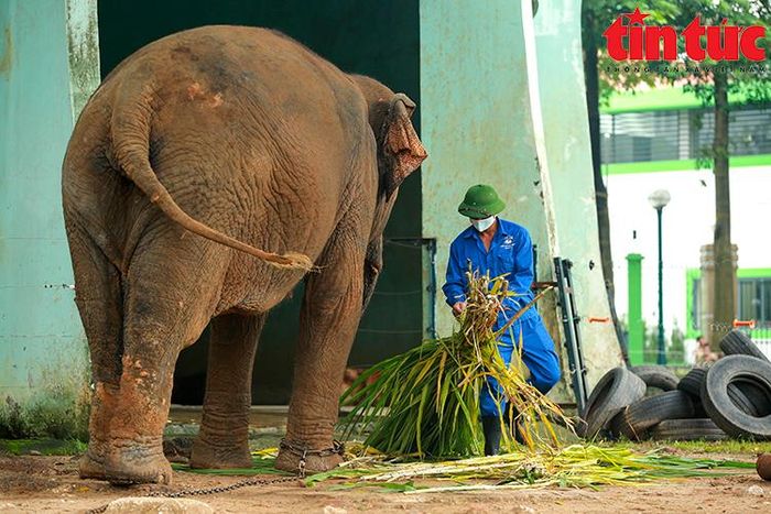 Một ngày 3 lần, những thành viên trong tổ thay phiên nhau tiếp tế đồ ăn cho voi.