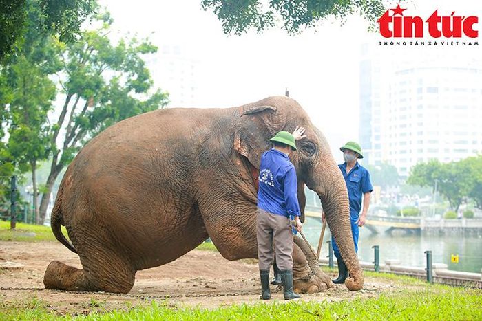 Buổi chiều hằng ngày, các nhân viên ở đây còn kèm theo nhiệm vụ huấn luyện voi.