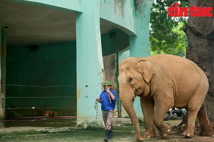 Hai con voi này đã già, tính tình thay đổi thất thường nên quản tượng phải xích chân voi lại với chiều dài dây xích khoảng hơn 10 m để voi di chuyển thoải mái trong phạm vi cho phép.